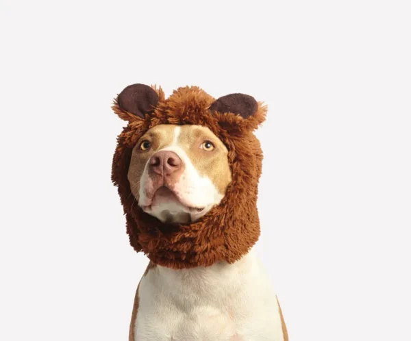 Lion Dog Costume
