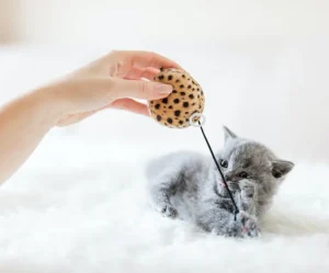 Interactive Cat Toy