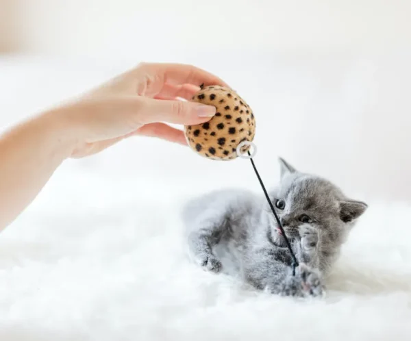 Interactive Cat Toy