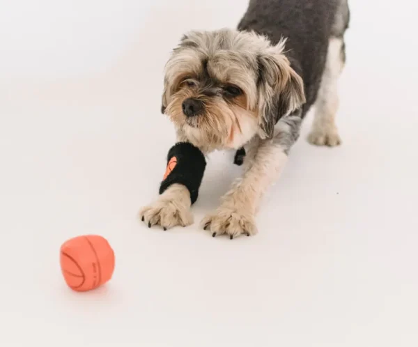 Interactive Dog Ball