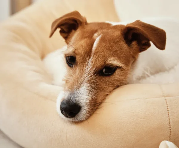 Comfort Dog Bed