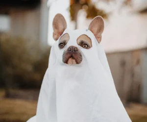 Ghost Dog Costume