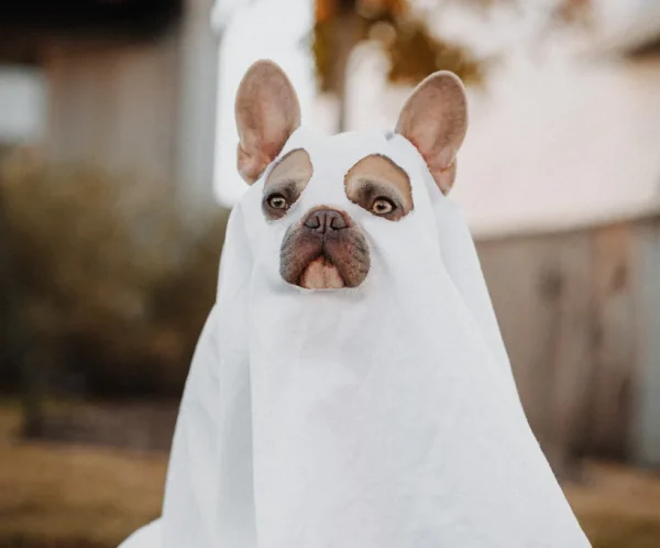Ghost Dog Costume