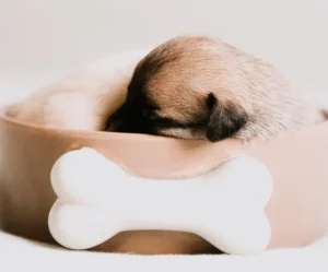 Cozy Cave Bed
