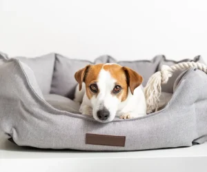 Cozy Pet Sofa Bed