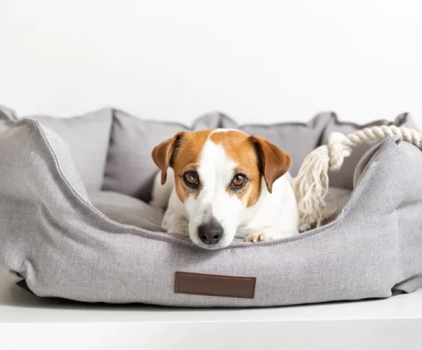 Cozy Pet Sofa Bed